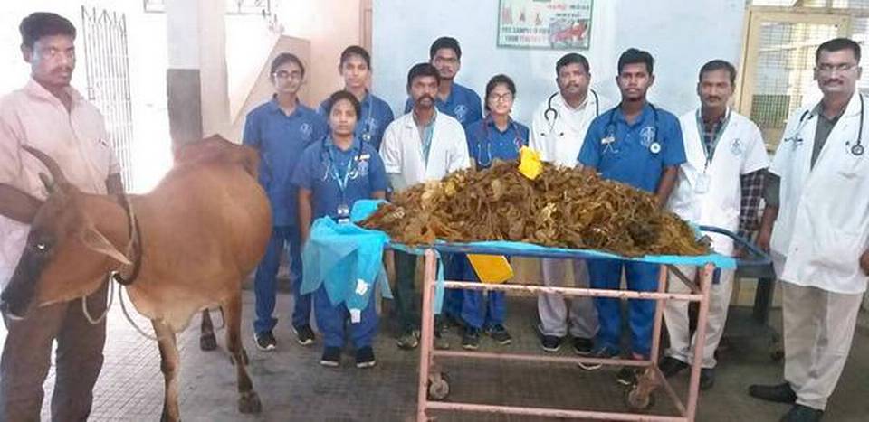The Dangers of Plastic Waste: 52 Kg of Plastic Removed From Cow’s Stomach