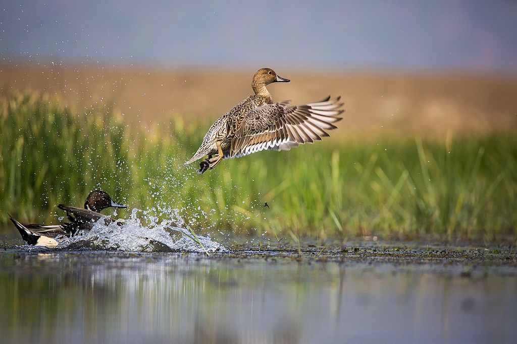 Northen_pintail