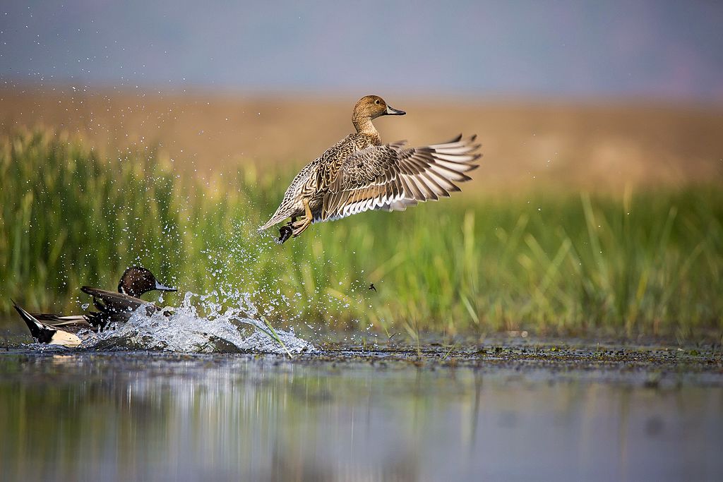 Northen_pintail