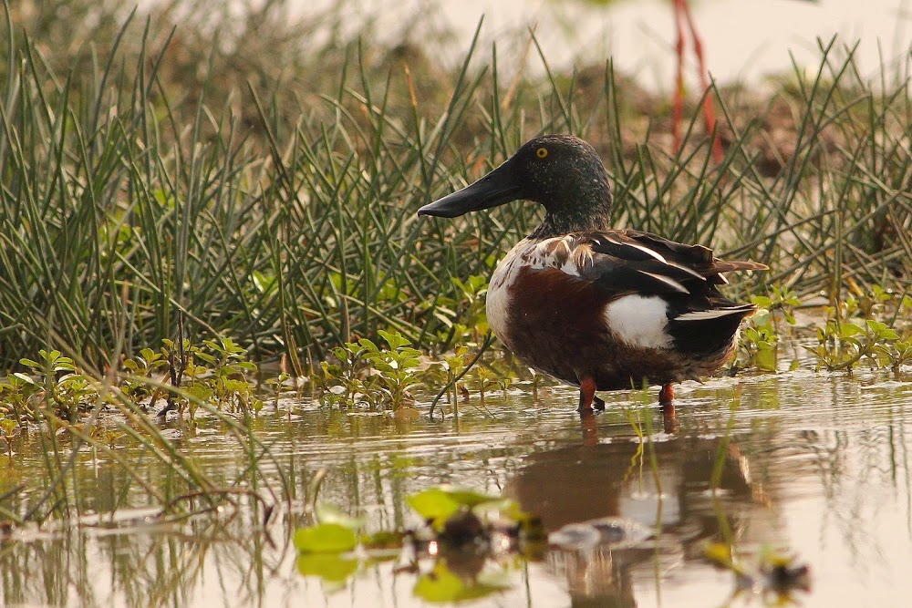 Northern_Shoveler_Mangalajodi