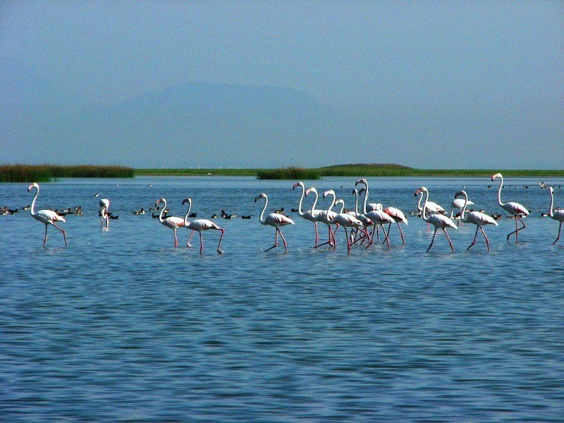 Satapada Chilika