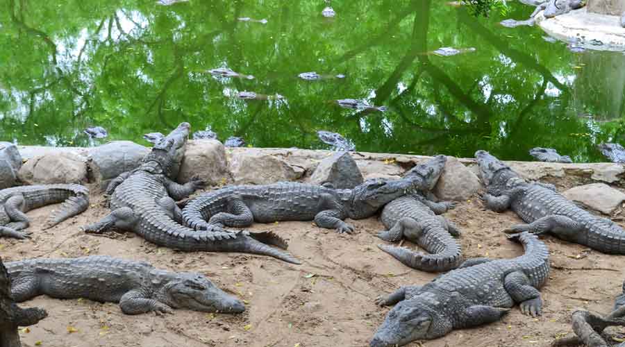 Bhitarkanika National Park