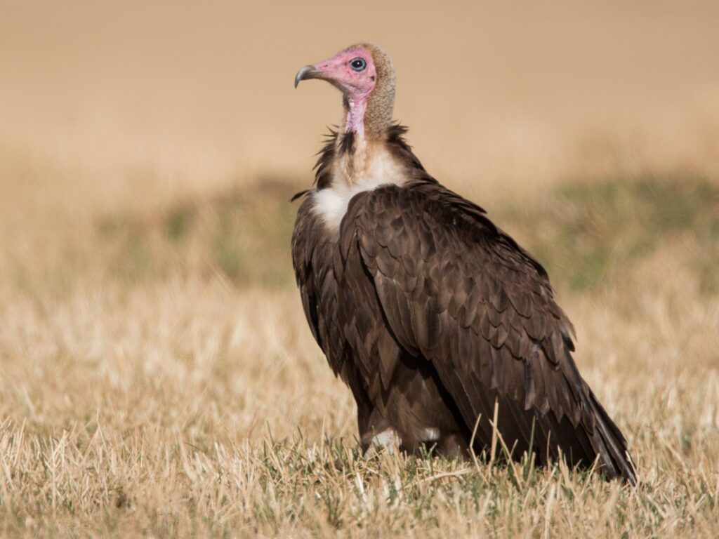 Nature’s clean up Crew –The Vulnerable Vultures