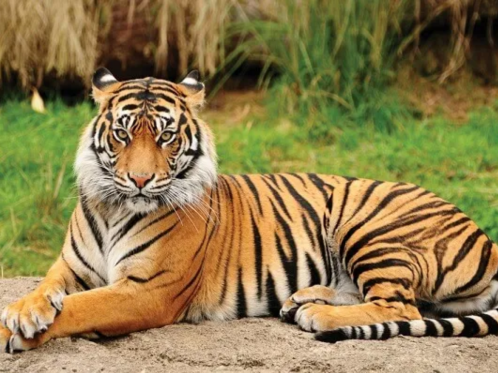 Tiger, Project Tiger and its Future in Odisha