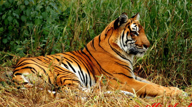 Tiger, Project Tiger and its Future in Odisha