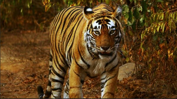 Tiger, Project Tiger and its Future in Odisha