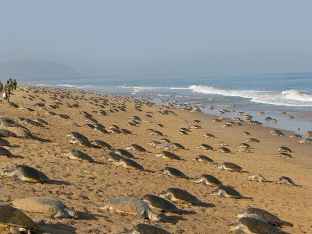 Sea Turtles of Coastal Odisha Guardians of the Marine Ecosystem