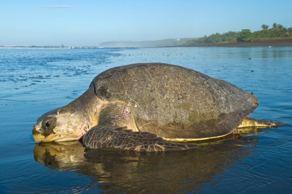 Sea Turtles of Coastal Odisha Guardians of the Marine Ecosystem