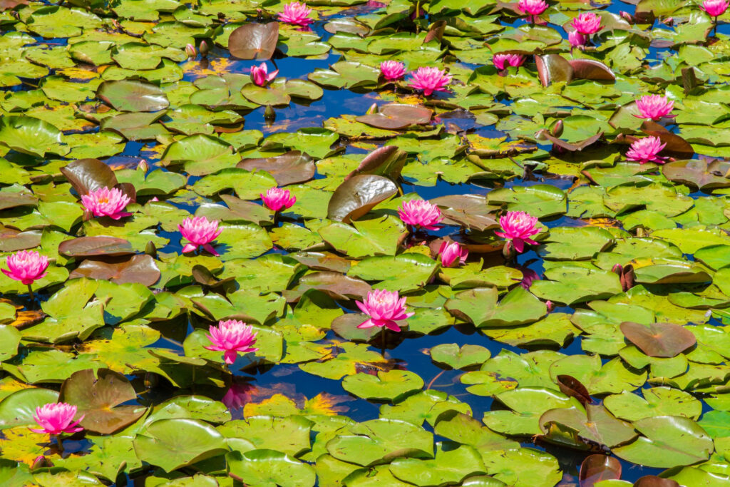 A Lotus Blossomed in a Compost Pit
