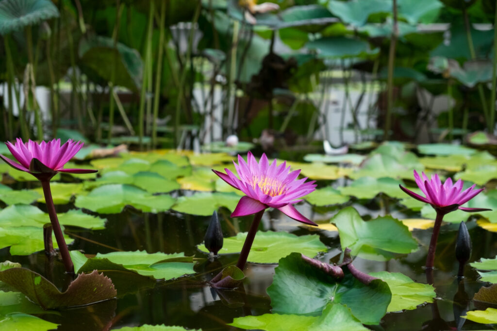 A Lotus Blossomed in a Compost Pit