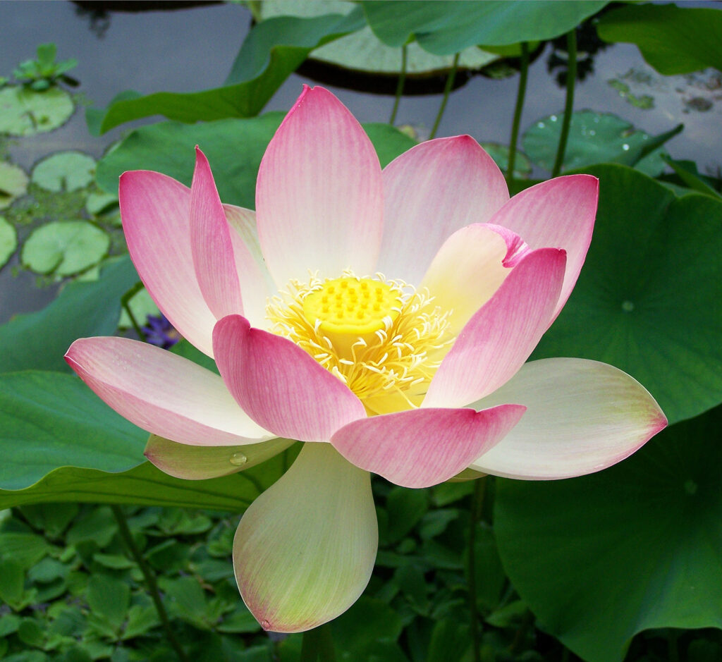 A Lotus Blossomed in a Compost Pit