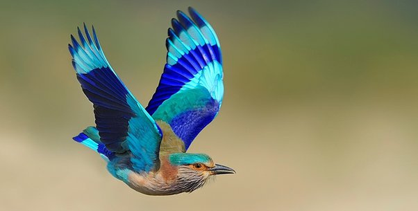 Blue Jay : The State Bird of Odisha
