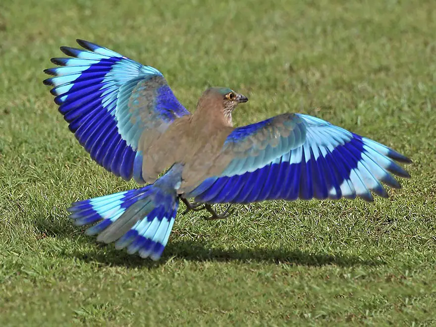 Blue Jay : The State Bird of Odisha

