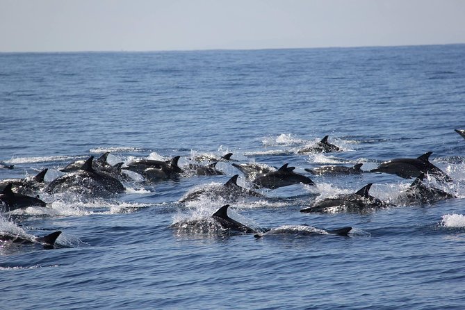 Dolphins of Chilika: A Tale of Grace and Resilience
