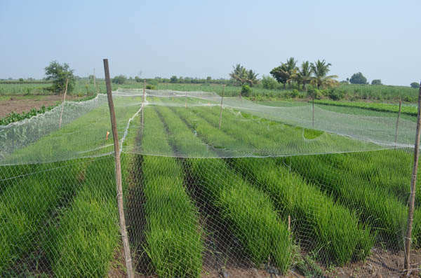 Krishi Vigyan Kendra The Light House for Rural People