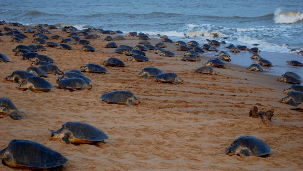 Sea Turtles of Coastal Odisha Guardians of the Marine Ecosystem