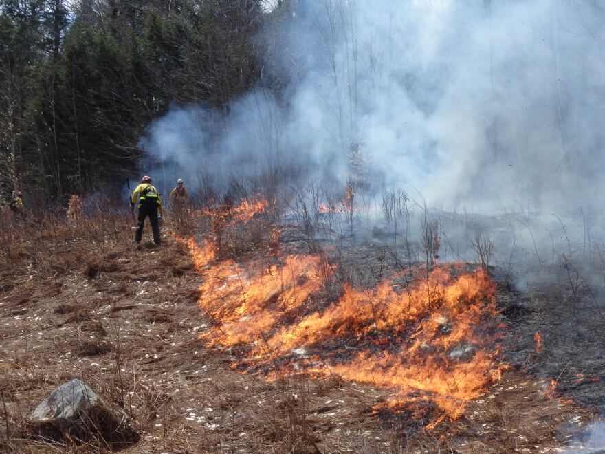 Forest Fire in Odisha 
