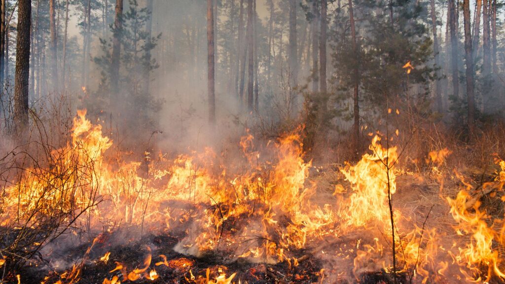Forest Fire in Odisha A Devastating Threat to Biodiversity and Ecosystems