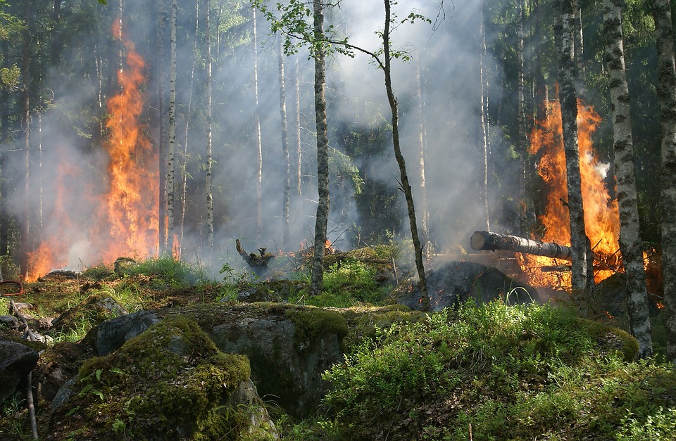 Forest Fire in Odisha A Devastating Threat to Biodiversity and Ecosystems