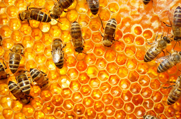 Progress of Bee Keeping in Odisha