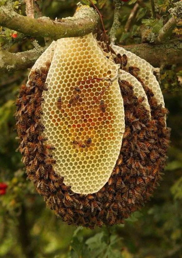 Progress of Bee Keeping in Odisha